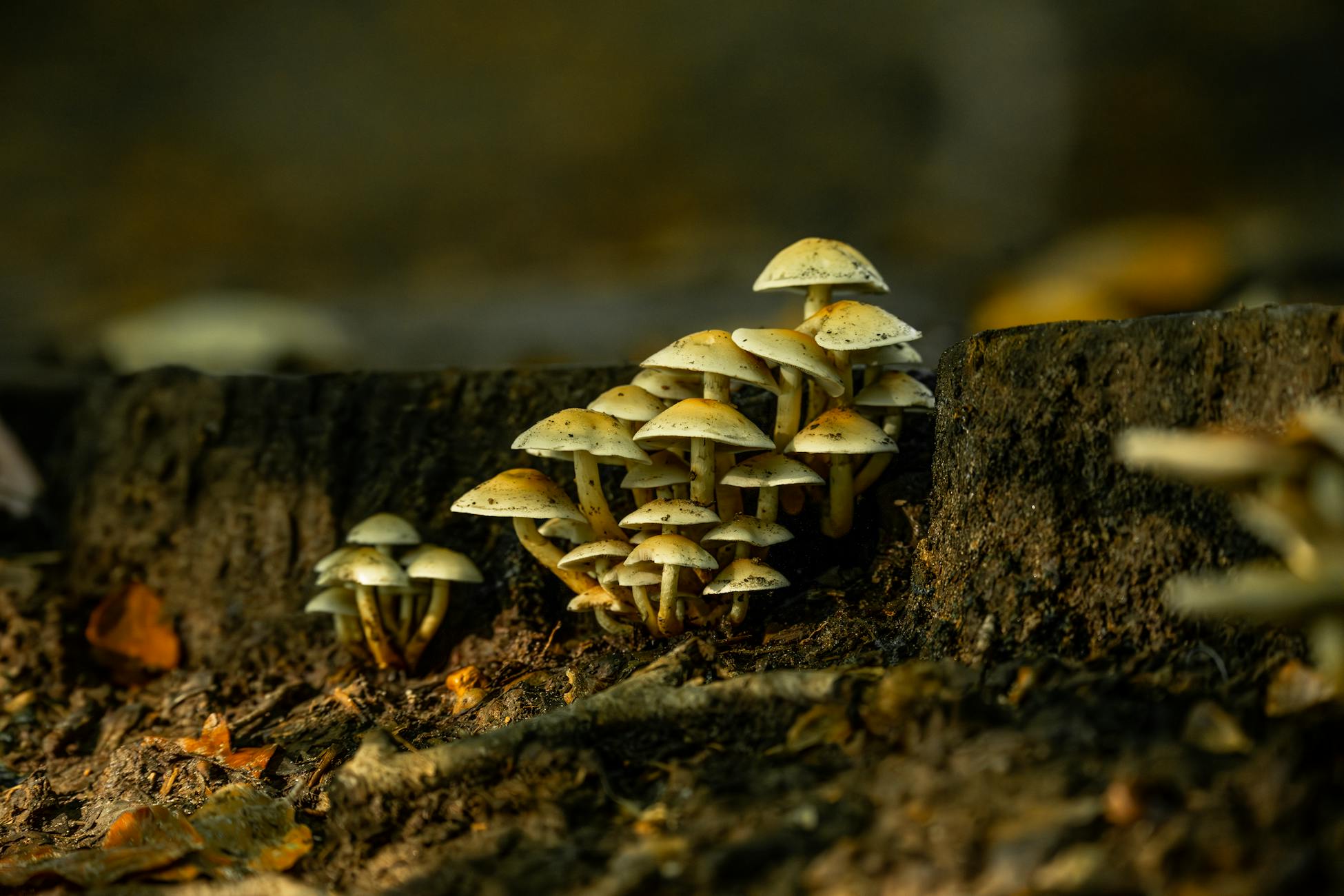 Pilzgemeinschaft auf Waldboden — sichtbarer Anker für das Wood Wide Web.