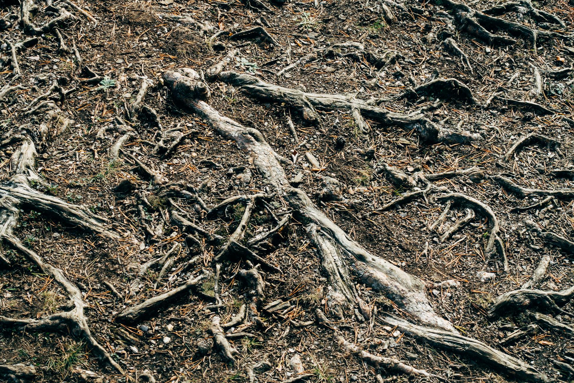 Verflochtene Baumwurzeln in mitteleuropäischem Waldboden — Substrat, das Information speichert.